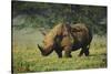 Kenya, Lake Nakuru NP, White Rhinoceros or Square-Lipped Rhinoceros-Anthony Asael-Stretched Canvas