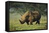 Kenya, Lake Nakuru NP, White Rhinoceros or Square-Lipped Rhinoceros-Anthony Asael-Framed Stretched Canvas
