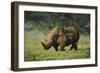 Kenya, Lake Nakuru NP, White Rhinoceros or Square-Lipped Rhinoceros-Anthony Asael-Framed Photographic Print