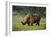 Kenya, Lake Nakuru NP, White Rhinoceros or Square-Lipped Rhinoceros-Anthony Asael-Framed Photographic Print