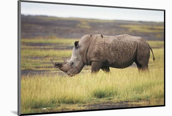 Kenya, Lake Nakuru, White Rhinoceros (Ceratotherium Simum)-Adam Jones-Mounted Photographic Print