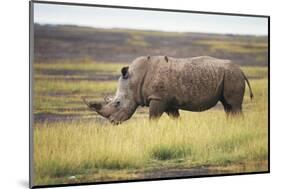 Kenya, Lake Nakuru, White Rhinoceros (Ceratotherium Simum)-Adam Jones-Mounted Photographic Print