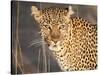 Kenya, Leopard, head shot-George Theodore-Stretched Canvas