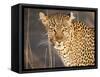 Kenya, Leopard, head shot-George Theodore-Framed Stretched Canvas