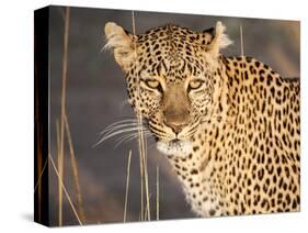 Kenya, Leopard, head shot-George Theodore-Stretched Canvas