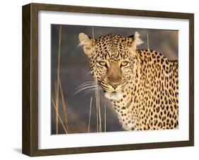 Kenya, Leopard, head shot-George Theodore-Framed Photographic Print