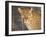 Kenya, Leopard, head shot-George Theodore-Framed Photographic Print