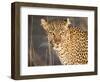 Kenya, Leopard, head shot-George Theodore-Framed Photographic Print