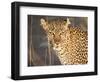 Kenya, Leopard, head shot-George Theodore-Framed Photographic Print