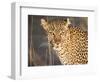 Kenya, Leopard, head shot-George Theodore-Framed Photographic Print