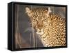 Kenya, Leopard, head shot-George Theodore-Framed Stretched Canvas
