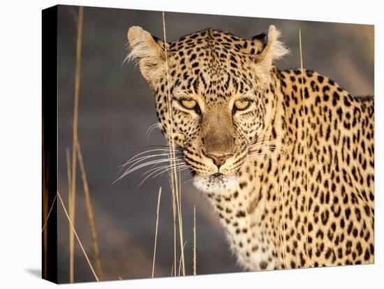 Kenya, Leopard, head shot-George Theodore-Stretched Canvas