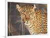 Kenya, Leopard, head shot-George Theodore-Framed Photographic Print