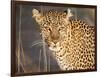 Kenya, Leopard, head shot-George Theodore-Framed Photographic Print