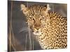 Kenya, Leopard, head shot-George Theodore-Mounted Photographic Print