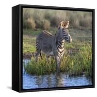 Kenya, Lewa Conservancy, Meru County. a Grevys Zebra Stands in a Stream in Lewa Conservancy.-Nigel Pavitt-Framed Stretched Canvas