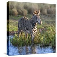 Kenya, Lewa Conservancy, Meru County. a Grevys Zebra Stands in a Stream in Lewa Conservancy.-Nigel Pavitt-Stretched Canvas