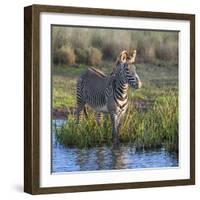 Kenya, Lewa Conservancy, Meru County. a Grevys Zebra Stands in a Stream in Lewa Conservancy.-Nigel Pavitt-Framed Photographic Print