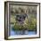 Kenya, Lewa Conservancy, Meru County. a Grevys Zebra Stands in a Stream in Lewa Conservancy.-Nigel Pavitt-Framed Photographic Print