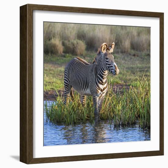 Kenya, Lewa Conservancy, Meru County. a Grevys Zebra Stands in a Stream in Lewa Conservancy.-Nigel Pavitt-Framed Photographic Print