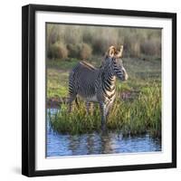 Kenya, Lewa Conservancy, Meru County. a Grevys Zebra Stands in a Stream in Lewa Conservancy.-Nigel Pavitt-Framed Photographic Print