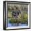 Kenya, Lewa Conservancy, Meru County. a Grevys Zebra Stands in a Stream in Lewa Conservancy.-Nigel Pavitt-Framed Photographic Print