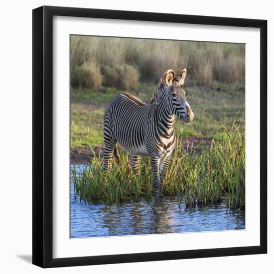 Kenya, Lewa Conservancy, Meru County. a Grevys Zebra Stands in a Stream in Lewa Conservancy.-Nigel Pavitt-Framed Photographic Print