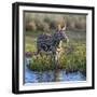 Kenya, Lewa Conservancy, Meru County. a Grevys Zebra Stands in a Stream in Lewa Conservancy.-Nigel Pavitt-Framed Photographic Print