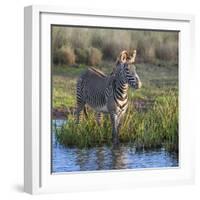 Kenya, Lewa Conservancy, Meru County. a Grevys Zebra Stands in a Stream in Lewa Conservancy.-Nigel Pavitt-Framed Photographic Print