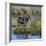 Kenya, Lewa Conservancy, Meru County. a Grevys Zebra Stands in a Stream in Lewa Conservancy.-Nigel Pavitt-Framed Photographic Print