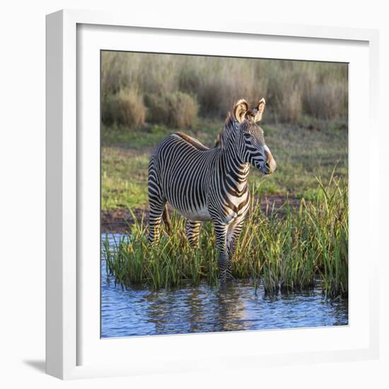 Kenya, Lewa Conservancy, Meru County. a Grevys Zebra Stands in a Stream in Lewa Conservancy.-Nigel Pavitt-Framed Photographic Print