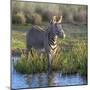 Kenya, Lewa Conservancy, Meru County. a Grevys Zebra Stands in a Stream in Lewa Conservancy.-Nigel Pavitt-Mounted Photographic Print