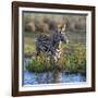 Kenya, Lewa Conservancy, Meru County. a Grevys Zebra Stands in a Stream in Lewa Conservancy.-Nigel Pavitt-Framed Photographic Print