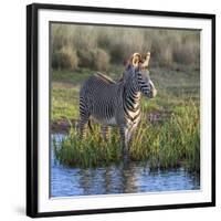 Kenya, Lewa Conservancy, Meru County. a Grevys Zebra Stands in a Stream in Lewa Conservancy.-Nigel Pavitt-Framed Photographic Print