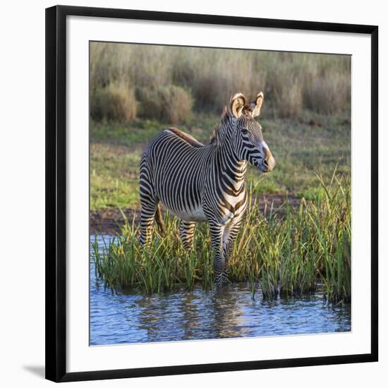 Kenya, Lewa Conservancy, Meru County. a Grevys Zebra Stands in a Stream in Lewa Conservancy.-Nigel Pavitt-Framed Photographic Print