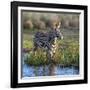 Kenya, Lewa Conservancy, Meru County. a Grevys Zebra Stands in a Stream in Lewa Conservancy.-Nigel Pavitt-Framed Photographic Print