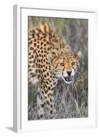 Kenya, Lewa Conservancy, Meru County. a Sub-Adult Cheetah on the Prowl in Lewa Conservancy.-Nigel Pavitt-Framed Photographic Print