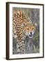 Kenya, Lewa Conservancy, Meru County. a Sub-Adult Cheetah on the Prowl in Lewa Conservancy.-Nigel Pavitt-Framed Photographic Print
