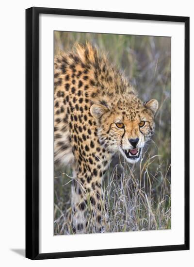 Kenya, Lewa Conservancy, Meru County. a Sub-Adult Cheetah on the Prowl in Lewa Conservancy.-Nigel Pavitt-Framed Photographic Print