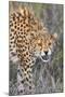 Kenya, Lewa Conservancy, Meru County. a Sub-Adult Cheetah on the Prowl in Lewa Conservancy.-Nigel Pavitt-Mounted Photographic Print