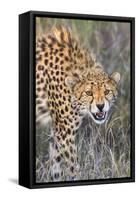 Kenya, Lewa Conservancy, Meru County. a Sub-Adult Cheetah on the Prowl in Lewa Conservancy.-Nigel Pavitt-Framed Stretched Canvas