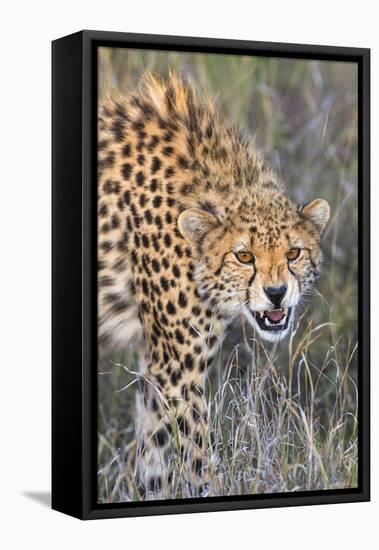 Kenya, Lewa Conservancy, Meru County. a Sub-Adult Cheetah on the Prowl in Lewa Conservancy.-Nigel Pavitt-Framed Stretched Canvas