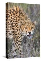 Kenya, Lewa Conservancy, Meru County. a Sub-Adult Cheetah on the Prowl in Lewa Conservancy.-Nigel Pavitt-Stretched Canvas