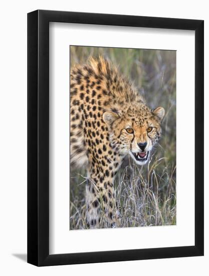 Kenya, Lewa Conservancy, Meru County. a Sub-Adult Cheetah on the Prowl in Lewa Conservancy.-Nigel Pavitt-Framed Photographic Print