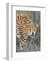 Kenya, Lewa Conservancy, Meru County. a Sub-Adult Cheetah on the Prowl in Lewa Conservancy.-Nigel Pavitt-Framed Photographic Print