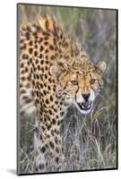 Kenya, Lewa Conservancy, Meru County. a Sub-Adult Cheetah on the Prowl in Lewa Conservancy.-Nigel Pavitt-Mounted Photographic Print