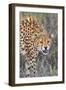 Kenya, Lewa Conservancy, Meru County. a Sub-Adult Cheetah on the Prowl in Lewa Conservancy.-Nigel Pavitt-Framed Photographic Print