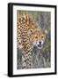 Kenya, Lewa Conservancy, Meru County. a Sub-Adult Cheetah on the Prowl in Lewa Conservancy.-Nigel Pavitt-Framed Photographic Print