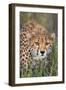 Kenya, Lewa Conservancy, Meru County. a Sub-Adult Cheetah Stalking its Prey in Lewa Conservancy.-Nigel Pavitt-Framed Premium Photographic Print