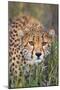 Kenya, Lewa Conservancy, Meru County. a Sub-Adult Cheetah Stalking its Prey in Lewa Conservancy.-Nigel Pavitt-Mounted Premium Photographic Print